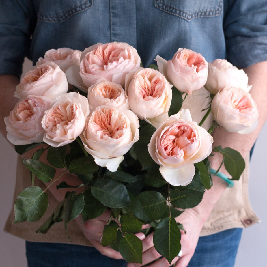 Juliet Garden Roses - Florabundance Wholesale Flowers