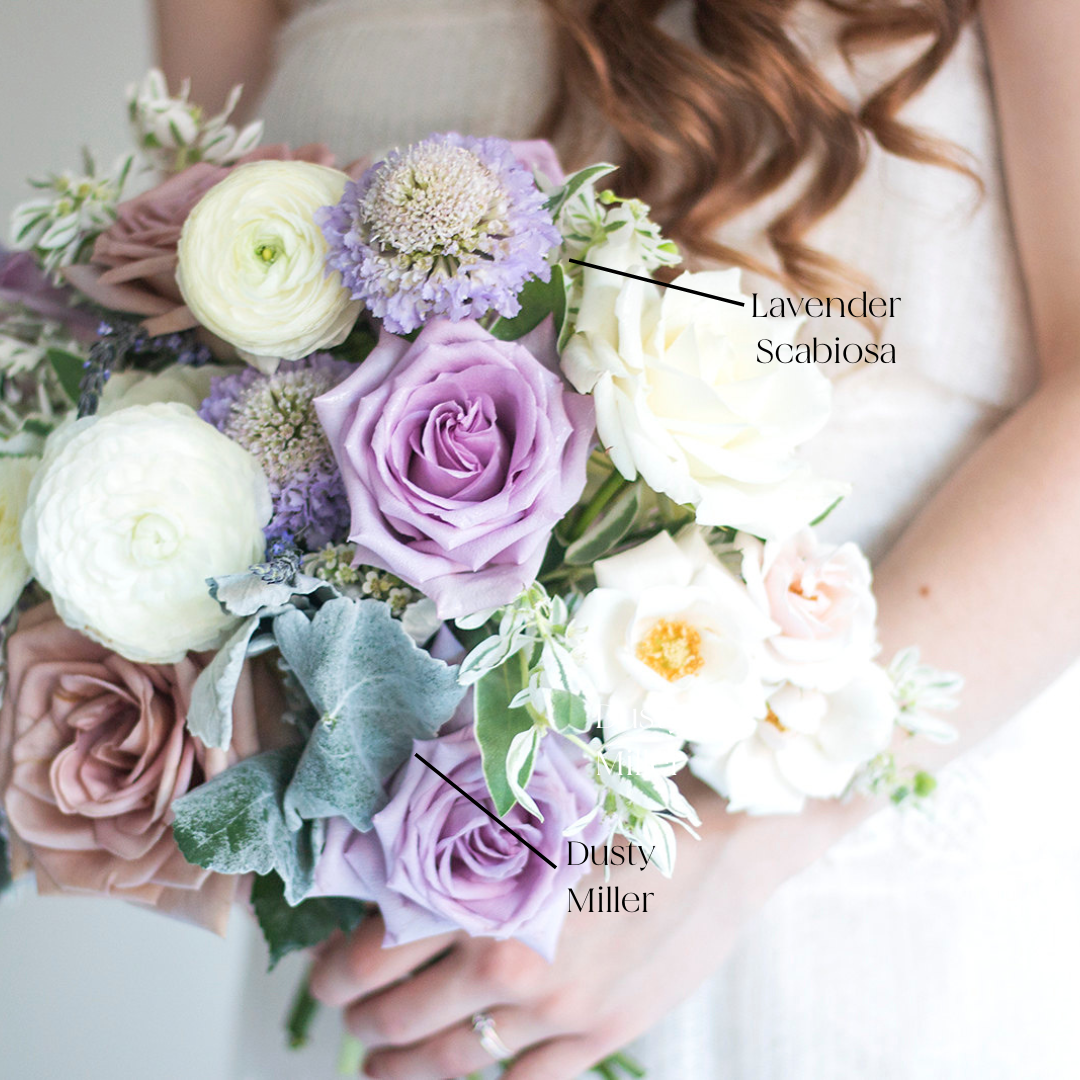 bulk dusty miller greenery