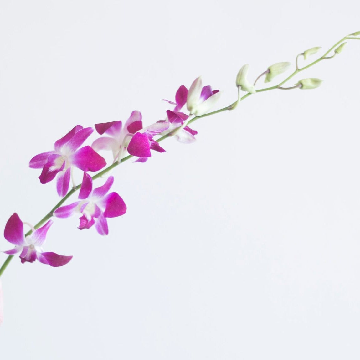 bulk pink dendrobium orchid