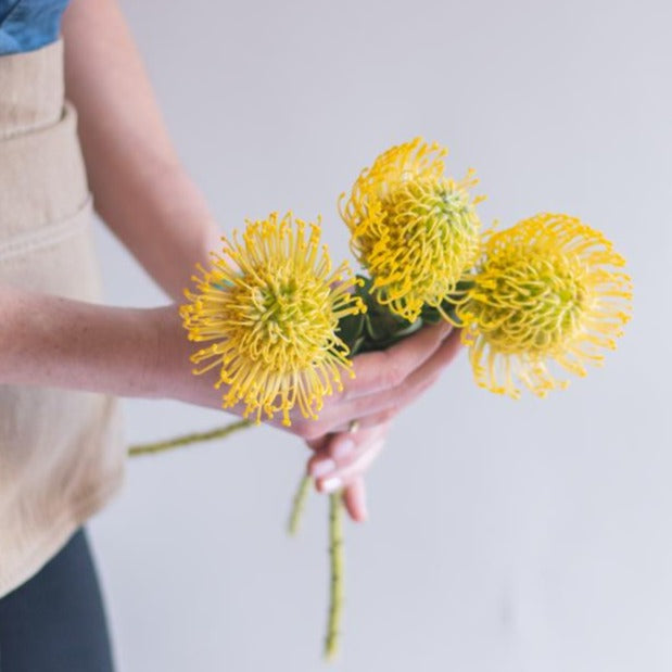 Bulk Yellow Pincushion Protea