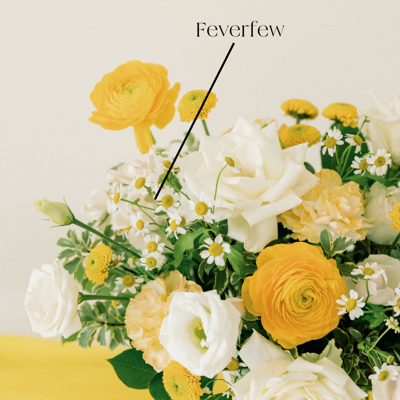 bulk feverfew chamomile flower