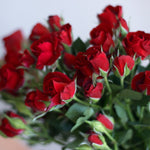 bulk red spray rosesBulk Red Spray Roses