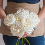 bulk white o'hara garden roses