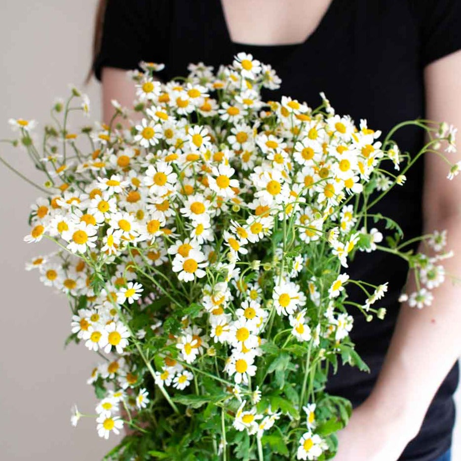 bulk feverfew chamomile flower