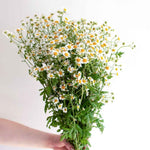 bulk feverfew chamomile flower