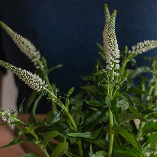 bulk white veronica flower