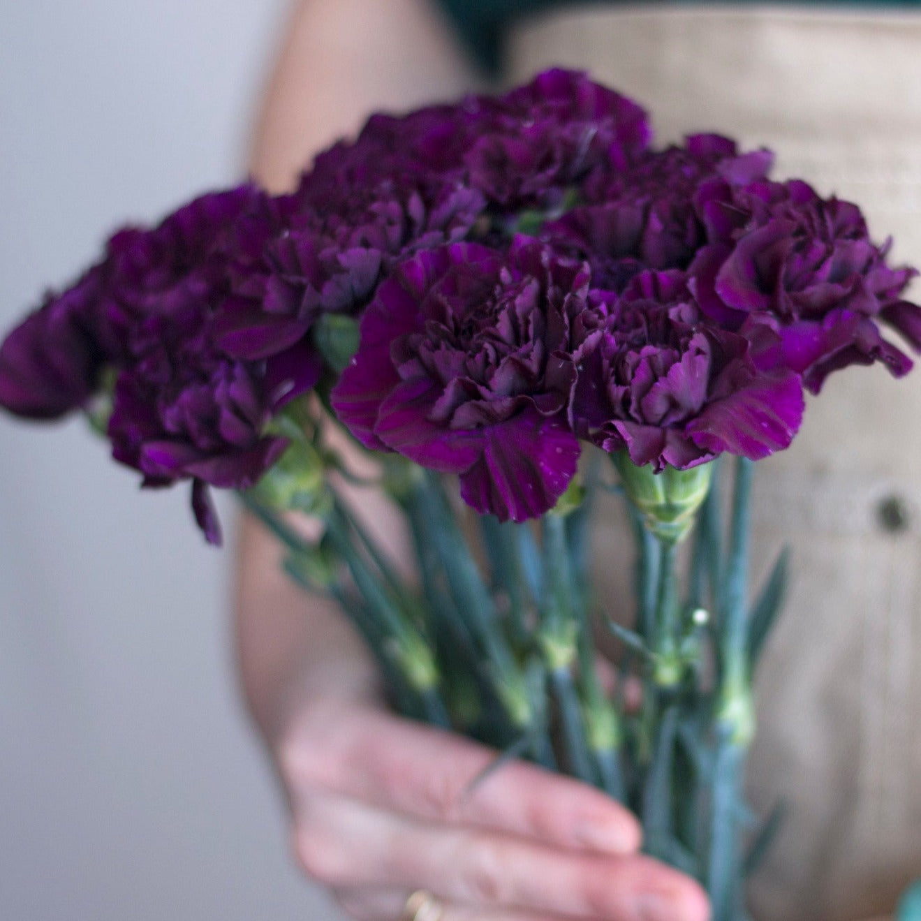 Bulk Deep Purple Carnations