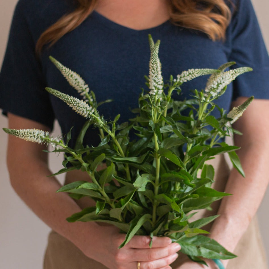 bulk white veronica flower