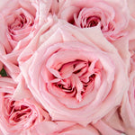 bulk pink ohara scented garden rose