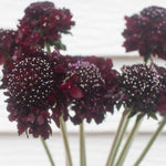 bulk burgundy scabiosa