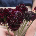 bulk burgundy scabiosa