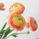 bulk peach ranunculus