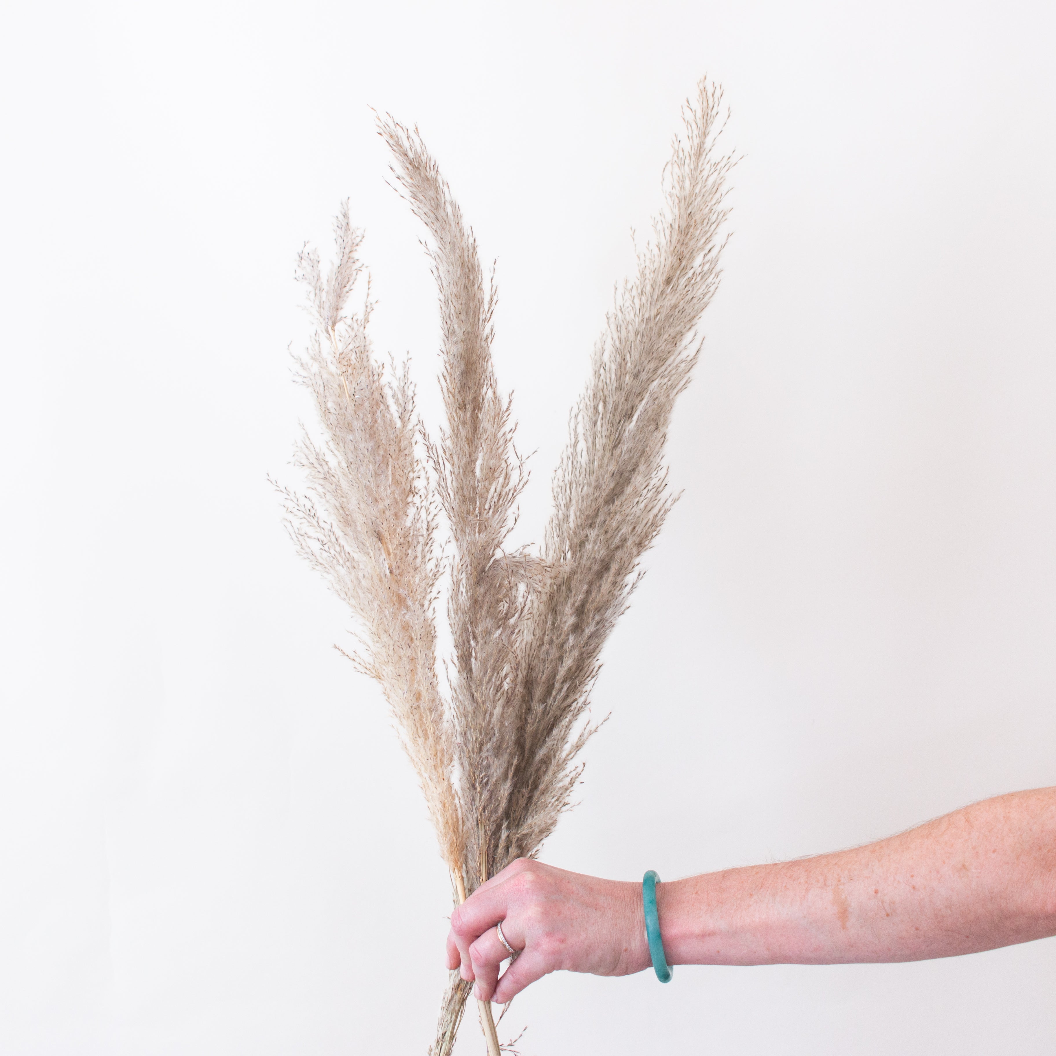 natural pampas grass 