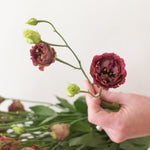 bulk brown lisianthus