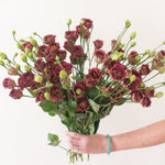 bulk brown lisianthus