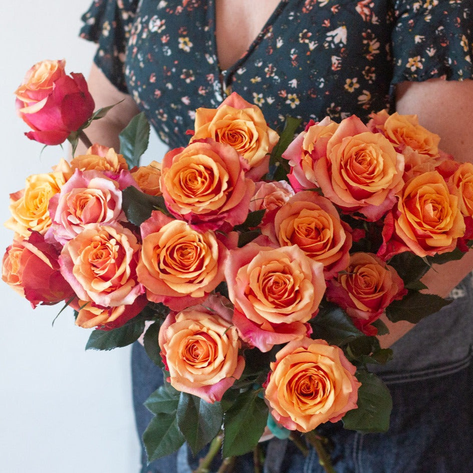 bulk bicolor cherry brandy roses