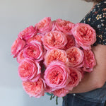 bulk pink xpression garden roses