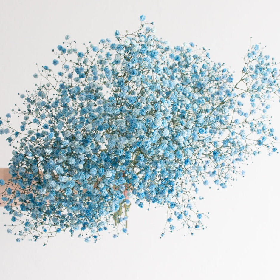 Bulk Blue Baby's Breath