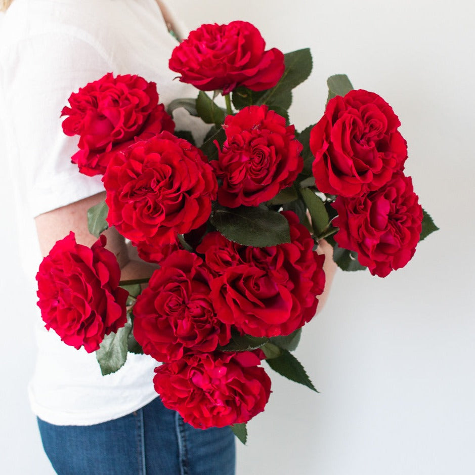 bulk red garden roses