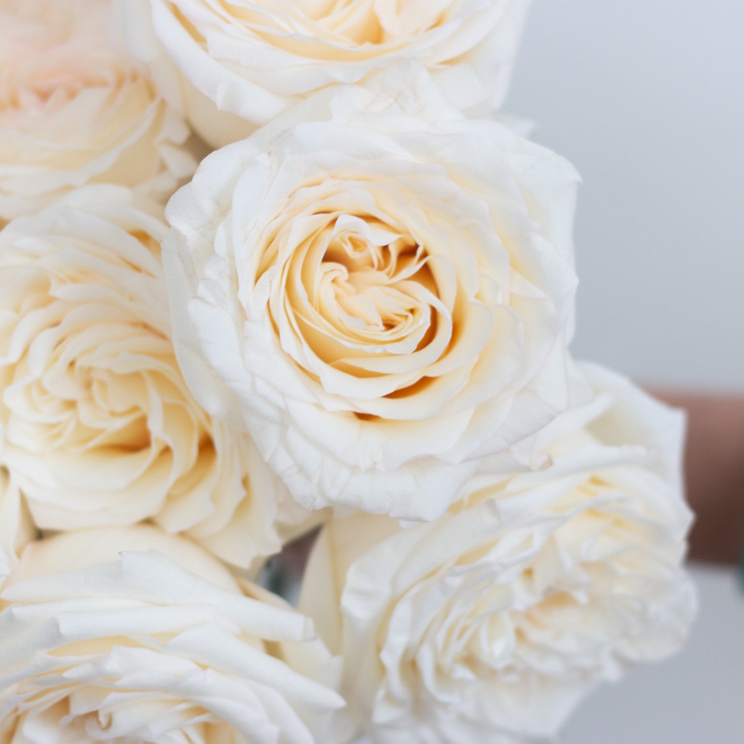 bulk white garden roses