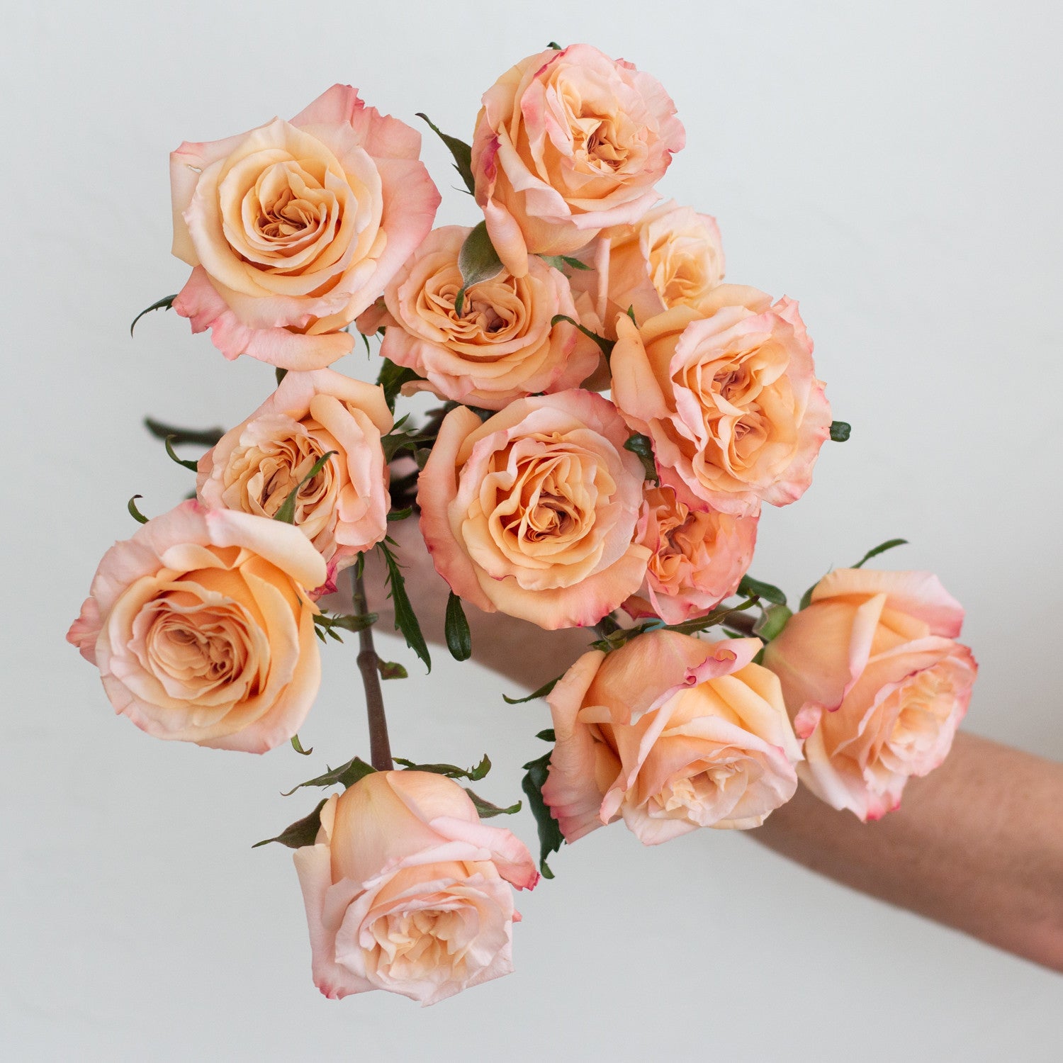 bulk peach shimmer roses