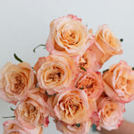 bulk peach shimmer roses