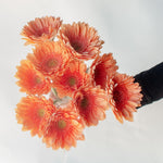 bulk gerbera daisies