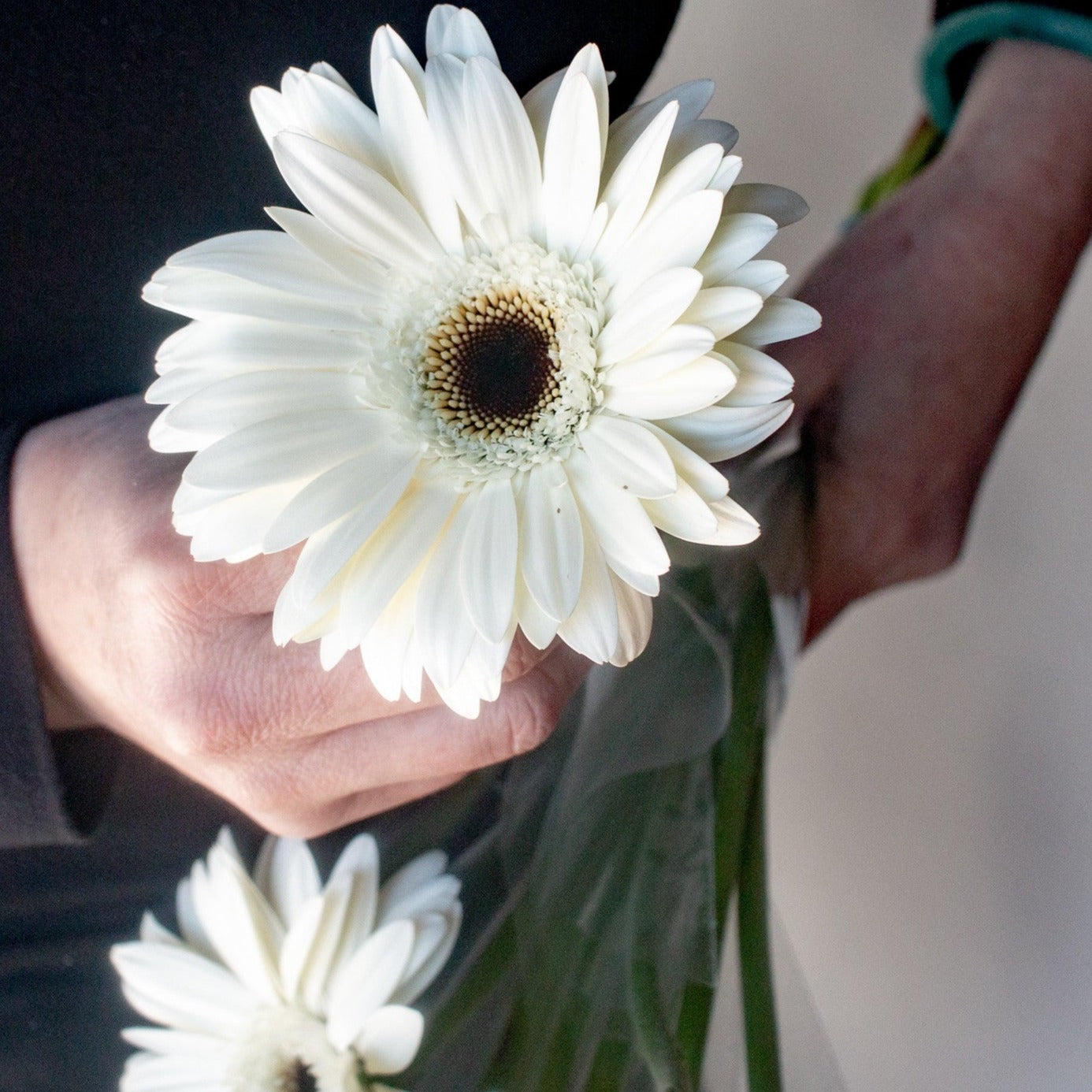 bulk gerbera daisies