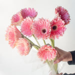 bulk gerbera daisies