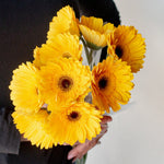 bulk gerbera daisies