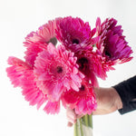 bulk gerbera daisies