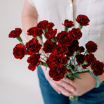 bulk burgundy mini carnations