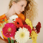 bulk gerbera daisies