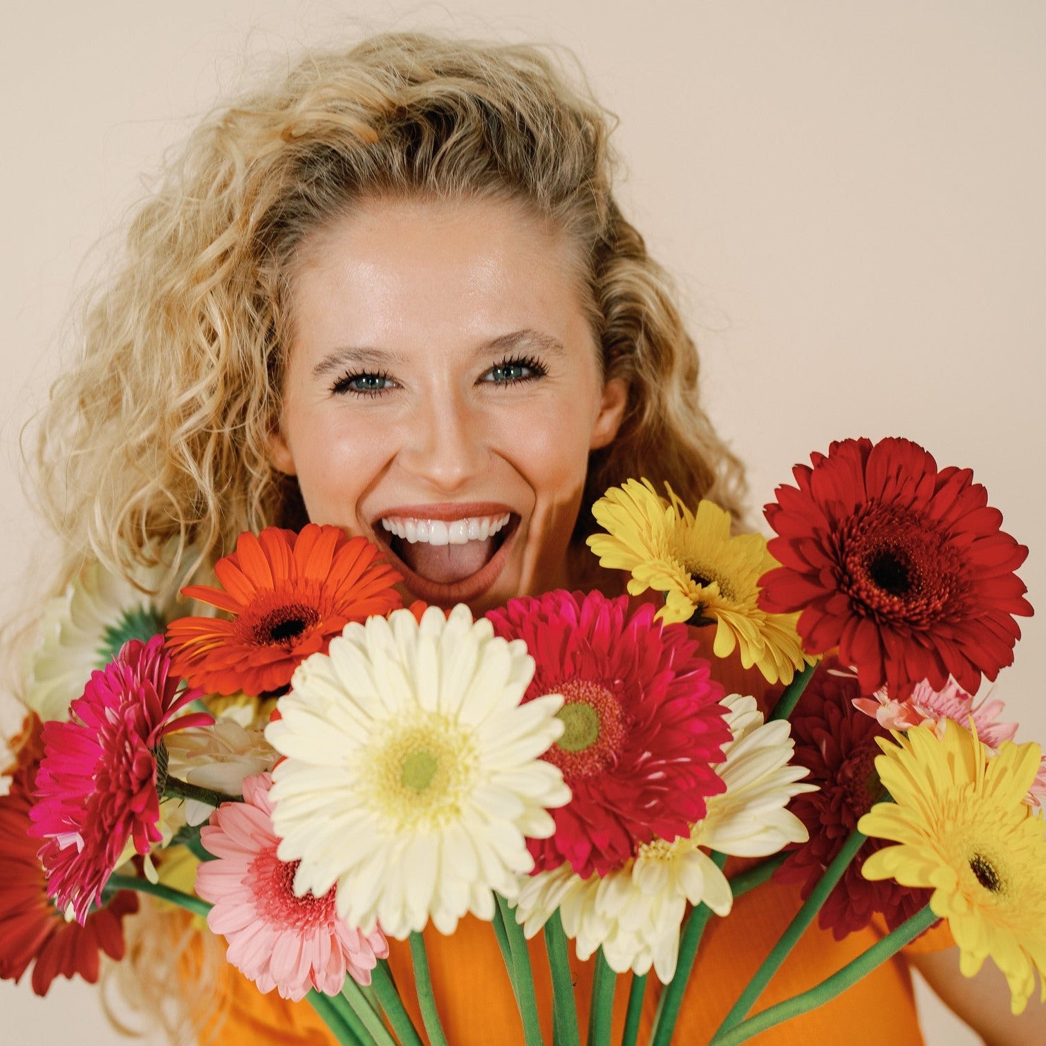 bulk gerbera daisies