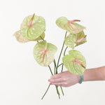 Bulk Pistache Green and Pink Anthurium