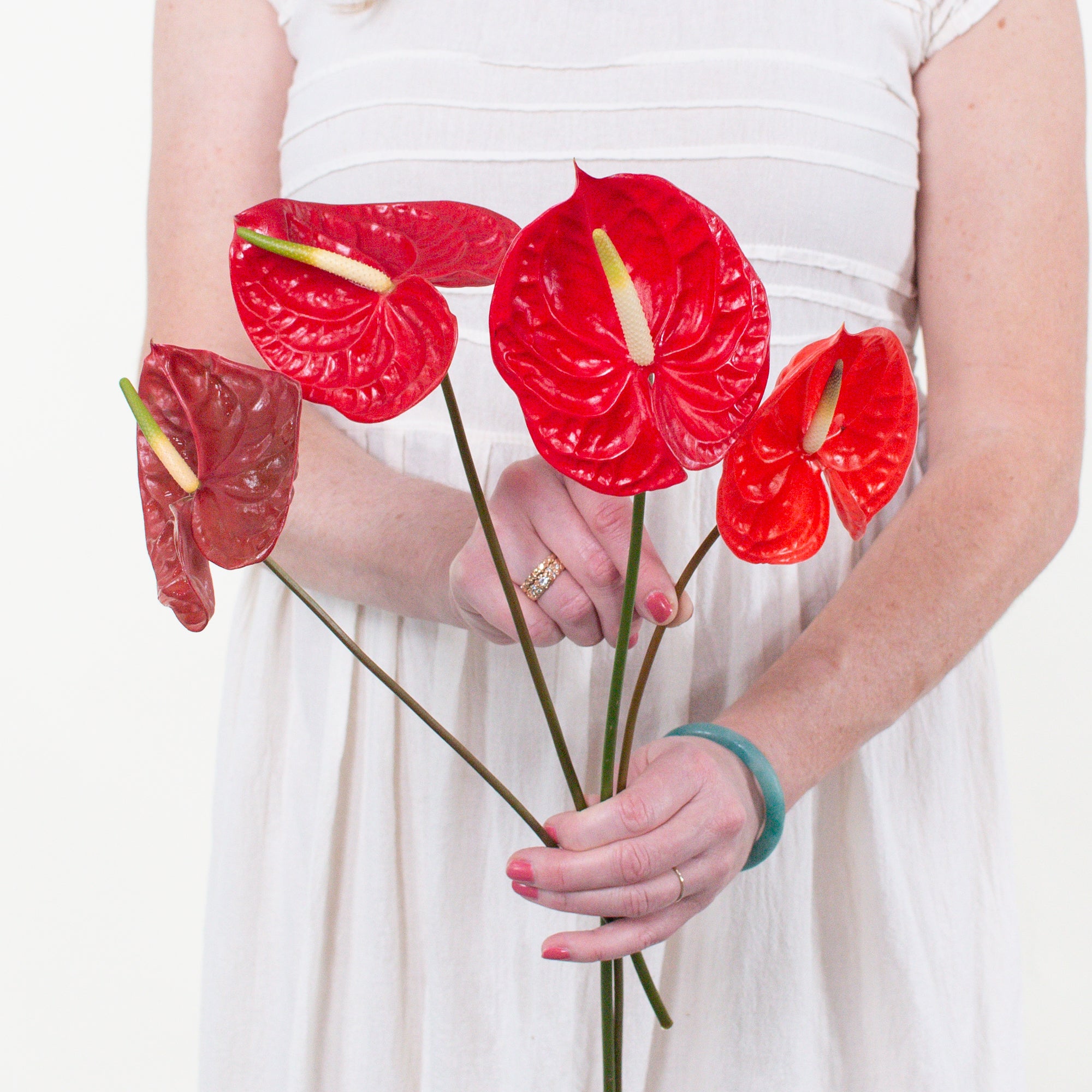 Bulk Choco Dark Burgundy Anthurium 