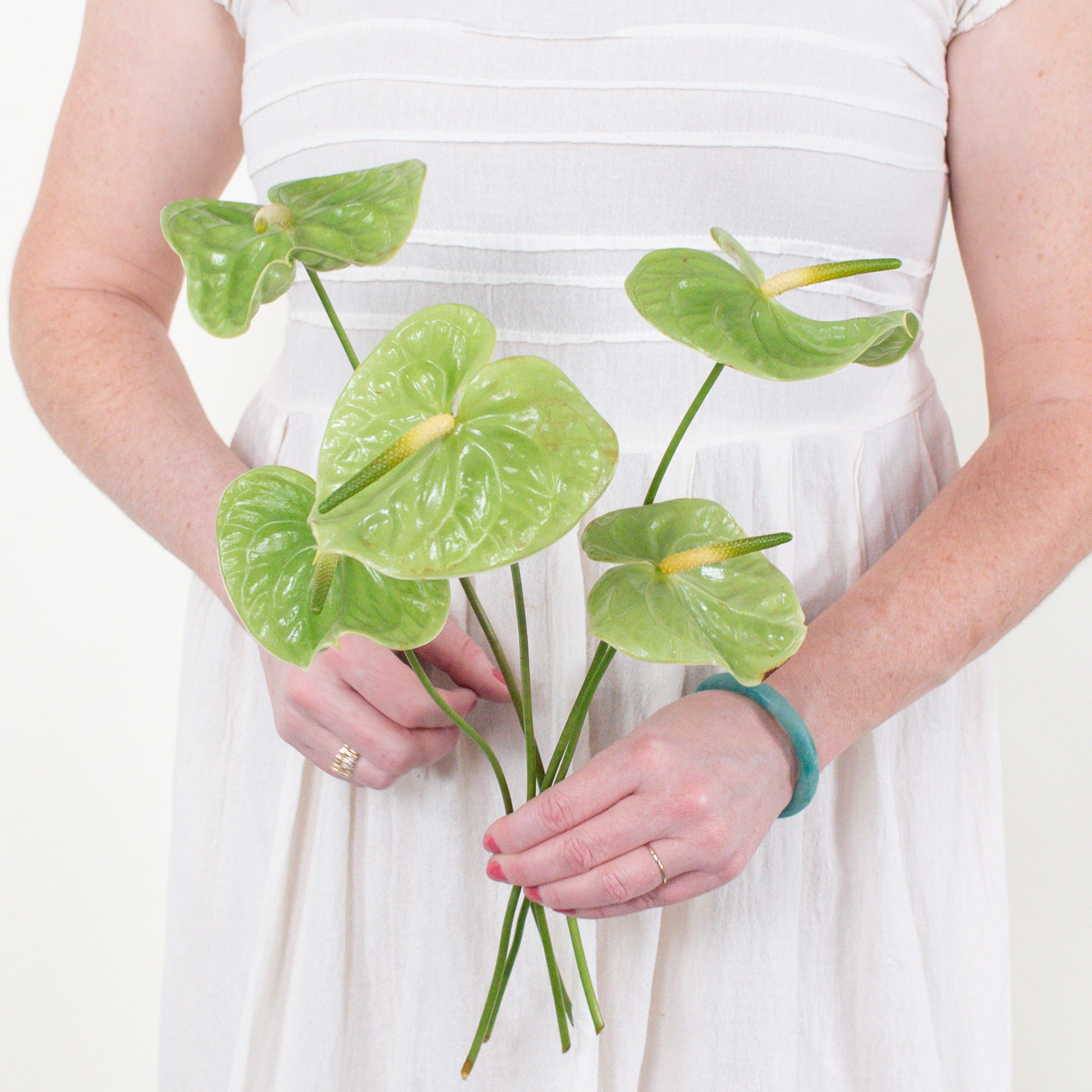 midori green anthurium