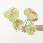 Bulk Pistache Green and Pink Anthurium