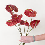 bulk choco anthurium