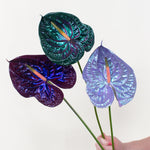 Mood Ring Iridescent Anthurium