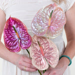 Dolly in Drag Iridescent Anthurium