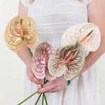 haus of stems anthurium