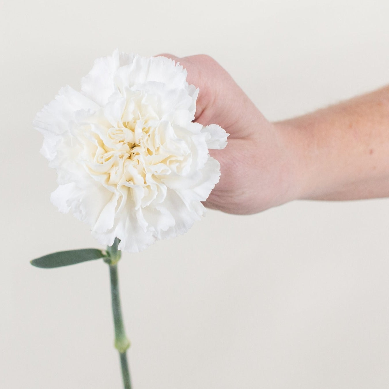 Bulk White Carnations