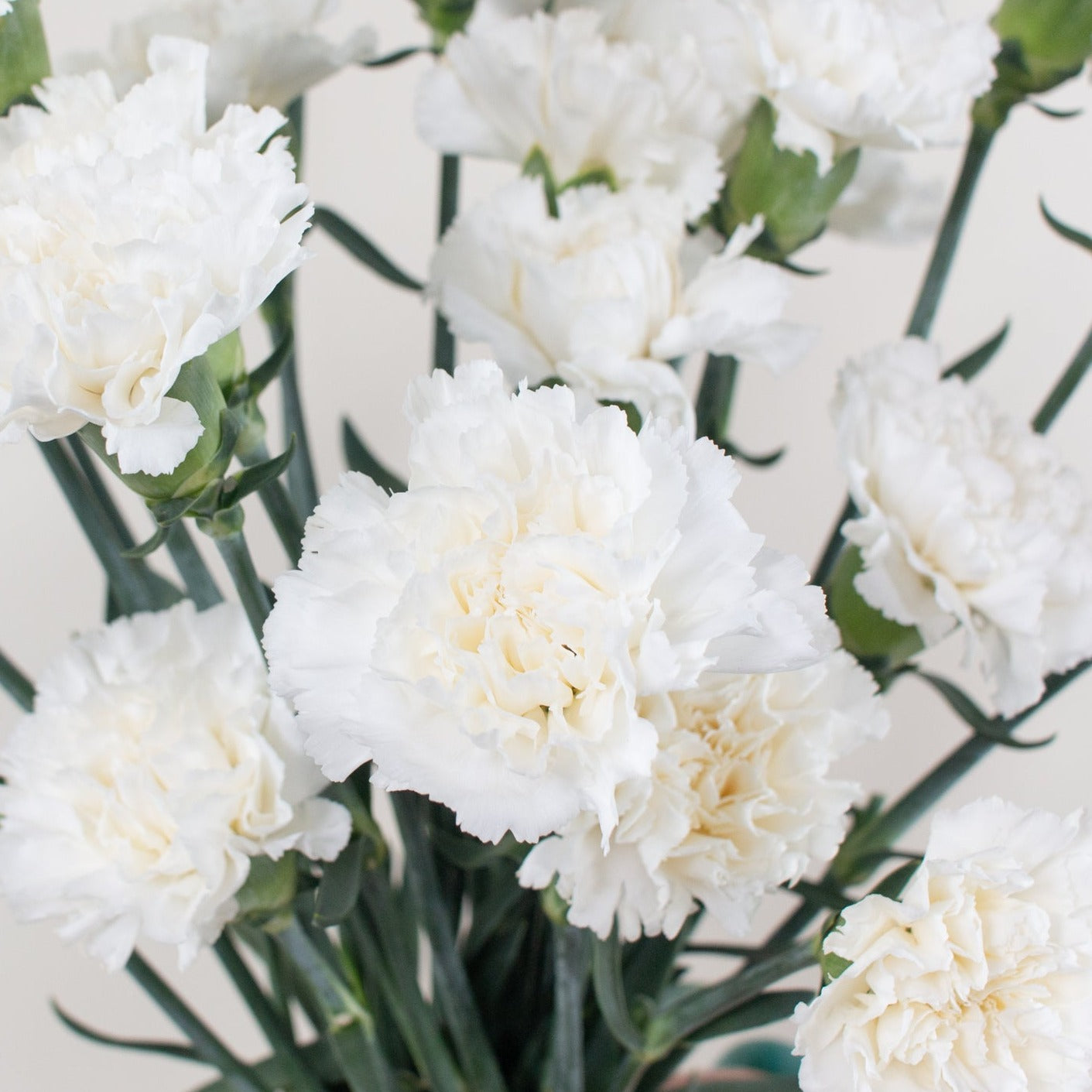 Bulk White Carnations