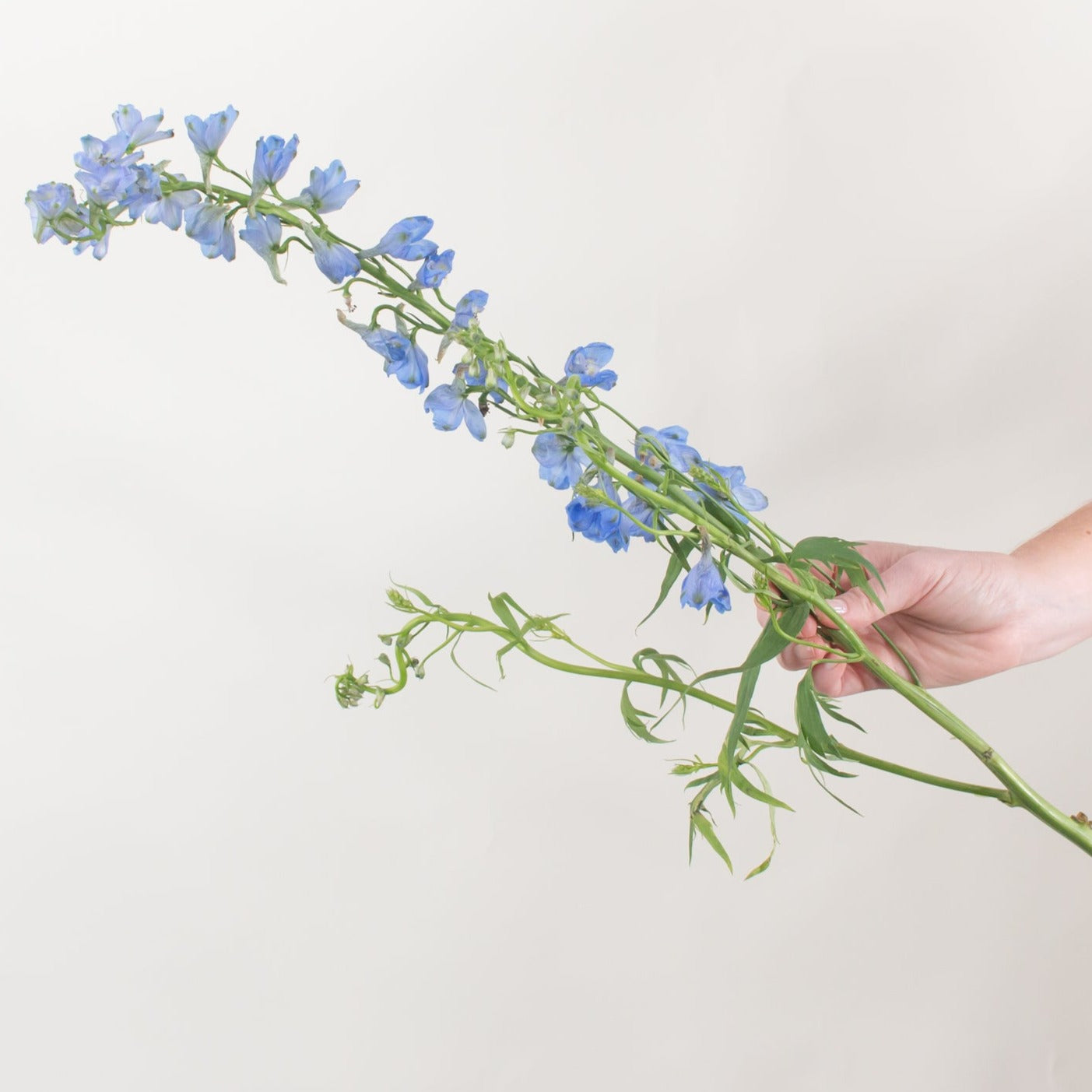 blue delphinium flower