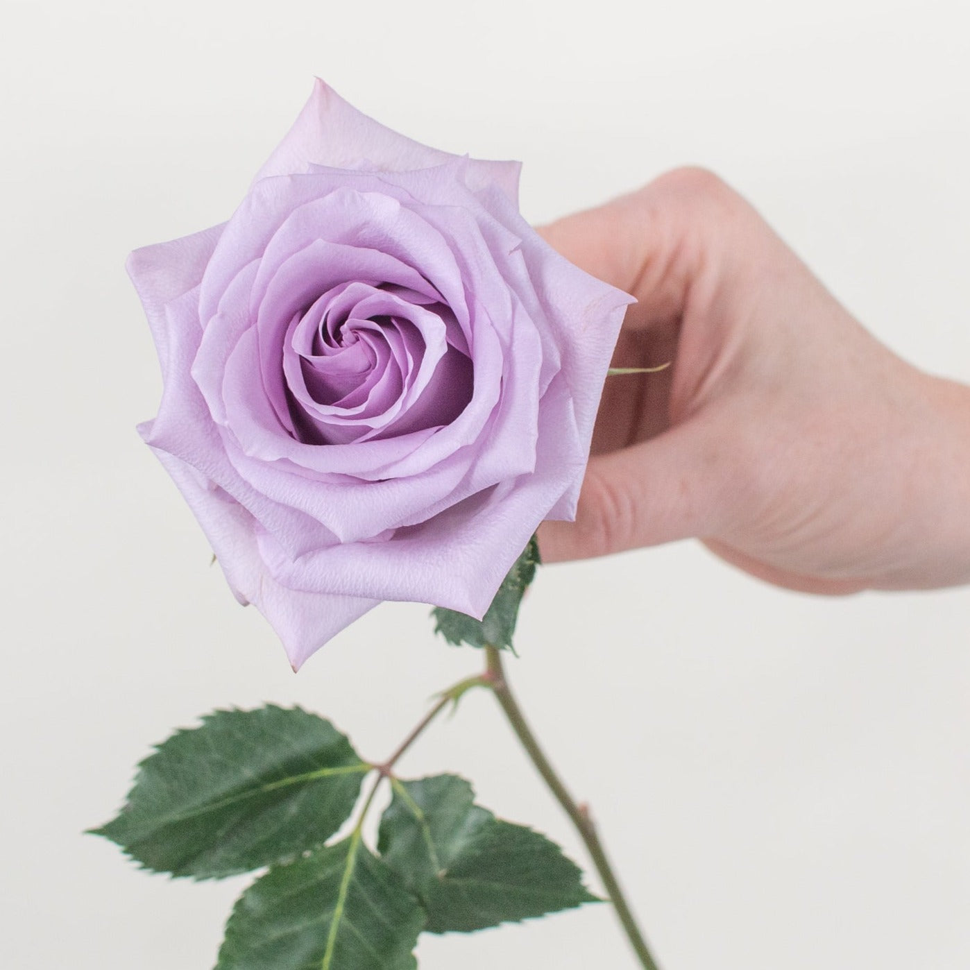 Bulk Lavender Roses