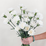 Bulk White Carnations