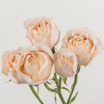 Bulk Peach Spray Roses