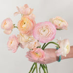 Bulk Peach Ranunculus Flower