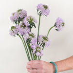 lavender scabiosa flower